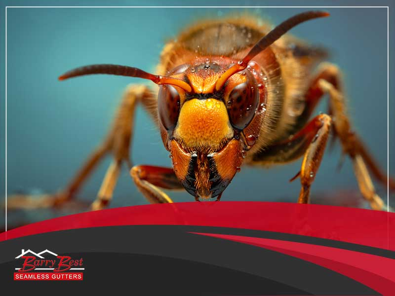 Deterrent for wasps deals