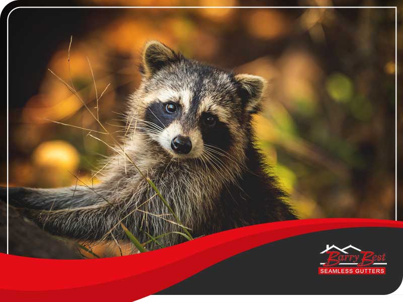 How Do You Keep Raccoons Off Your Downspouts?